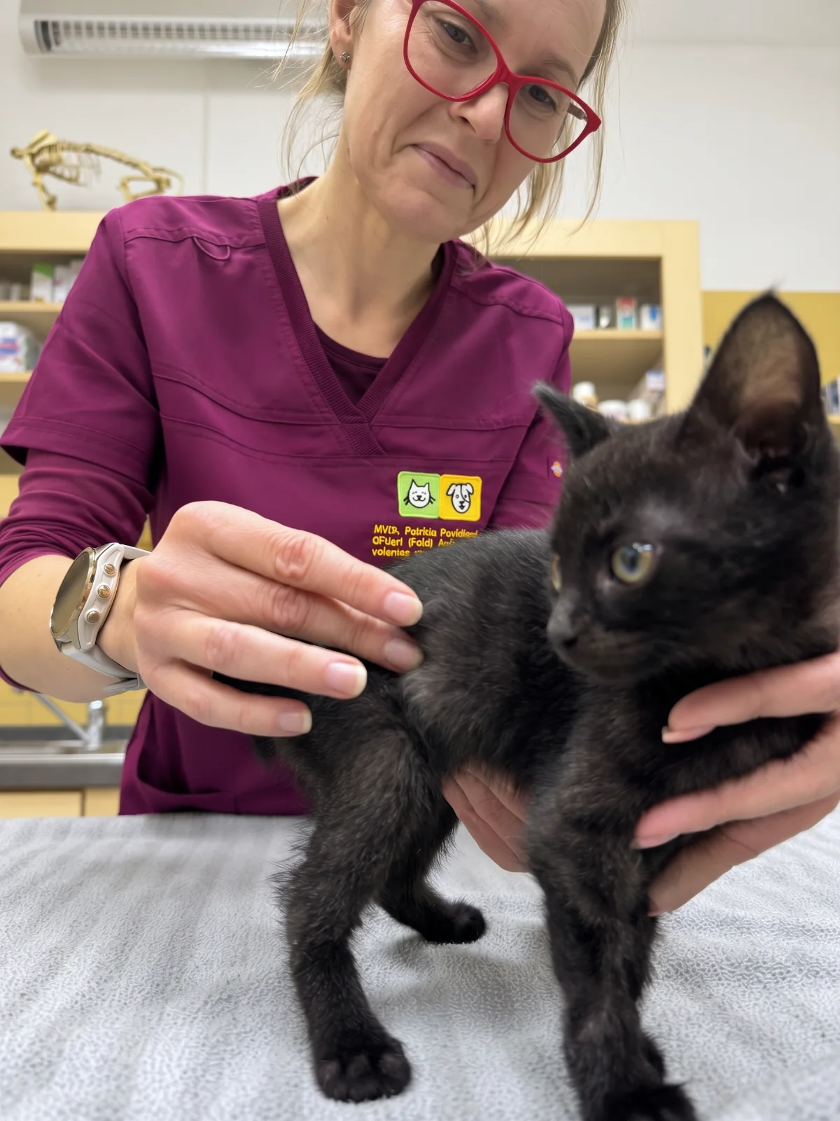 Klinické vyšetrenie mačky pri tráviacich problémoch, veterinárna klinika ZVERLAND Piešťany