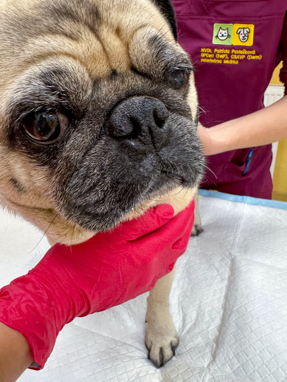 Klinické vyšetrenie psa veterinárnym lekárom na klinike ZVERLAND Piešťany