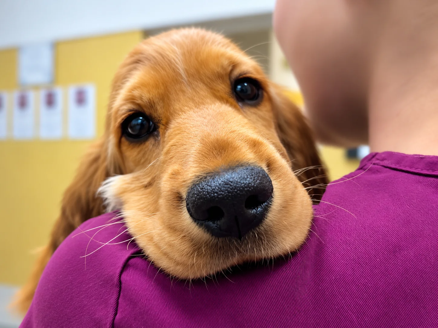 Pes s dôverou opretý o plece veterinárneho lekára, referovaný pacient kliniky ZVERLAND Piešťany